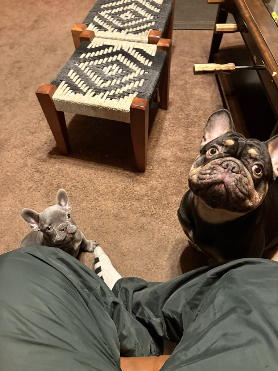CasseusDre's tweet photo. Just got done shooting 3 music videos, say hello to my assistants https://t.co/reZFeYpzlm