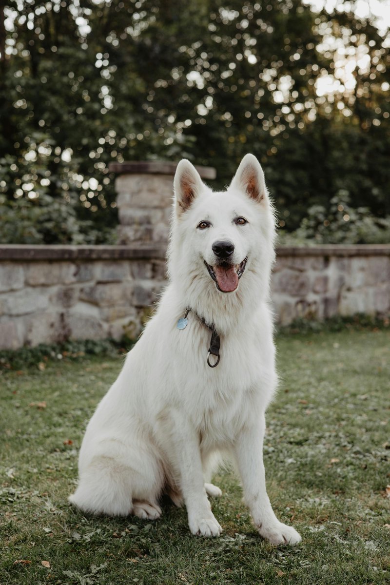dogpuppysuplies's tweet photo. https://t.co/Y4fKTvrNzh #DogSupplies #DogLovers #PetSupplies #DogLife #FurBaby #PetStore #DogParents https://t.co/rS1dhnOQqA