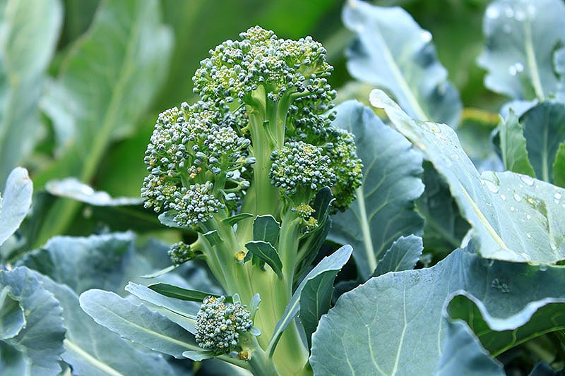 Gardeners_Path_'s tweet photo. How to Harvest Broccoli: A Crop that Keeps on Giving -  broccoli can be harvested for its large heads, as well as its young tender leaves and side shoots. Learn how to harvest and store broccoli, and pick up some delicious recipe ideas on Gardener's Path. https://t.co/4DE2RAz77o https://t.co/o4qaGLVpmT