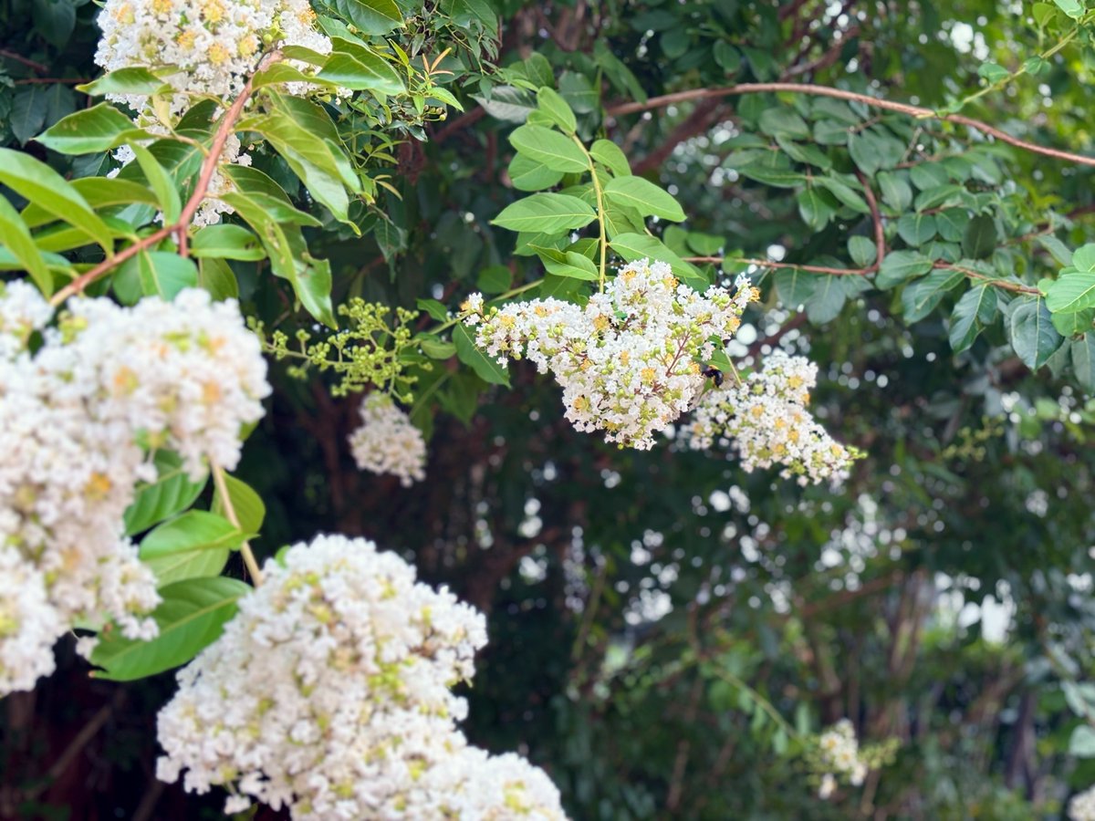 crocus0046_vrc's tweet photo. 朝活バチもいます🐝 https://t.co/Bhc9WccDzK