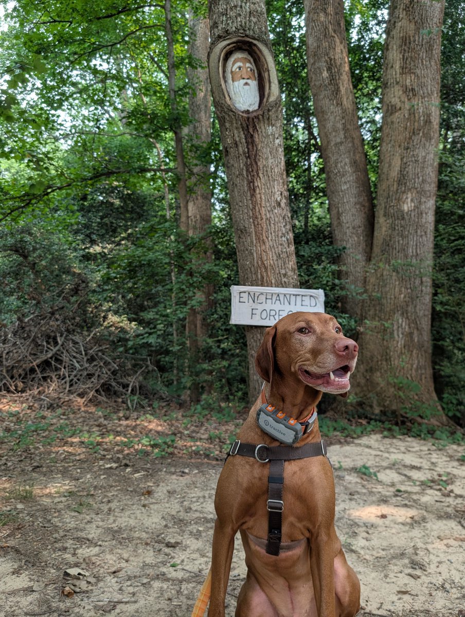 IntrepidPup tweet picture