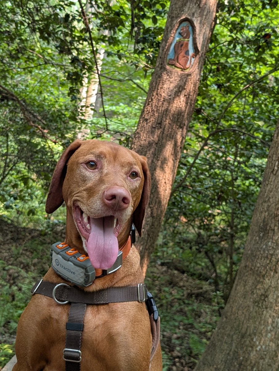 IntrepidPup tweet picture