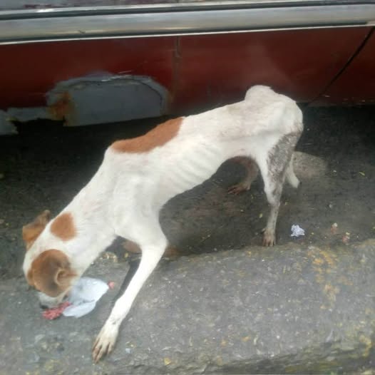 A64029345's tweet photo. perrito de la calle  abandonaron en el valle en Caracas ando en la calle comiendo basura estoy en extrema delgadez  ayúdame a recuperarme dame el chance de vivir dignamente fui muy maltratado me pegaron varias veces necesito de tu apoyo para no morir en la calle 04242553388 https://t.co/zQhPvYAJvm
