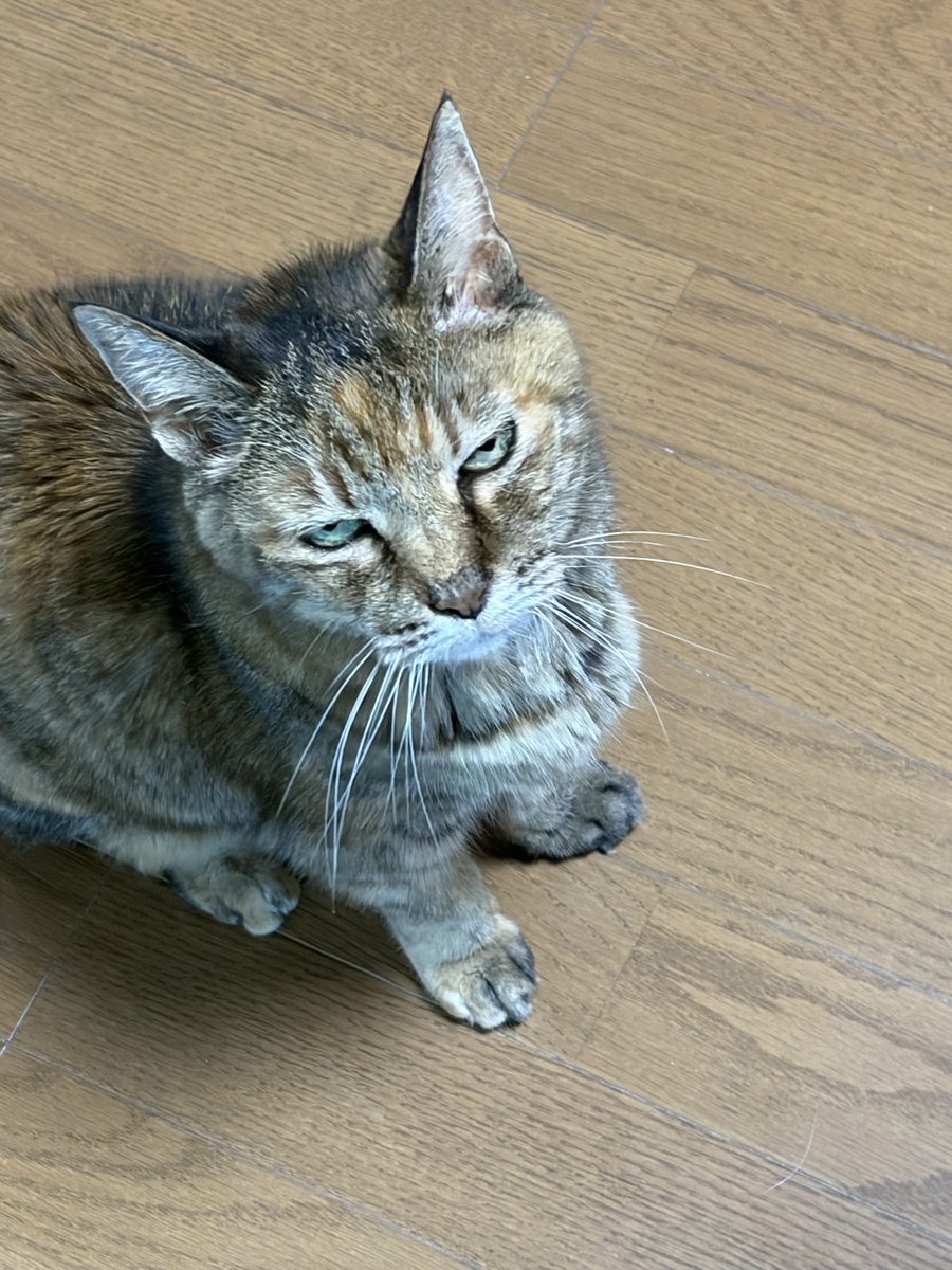 chatora_white's tweet photo. 朝ごはんを待っています。 https://t.co/q6cx6C0oOu