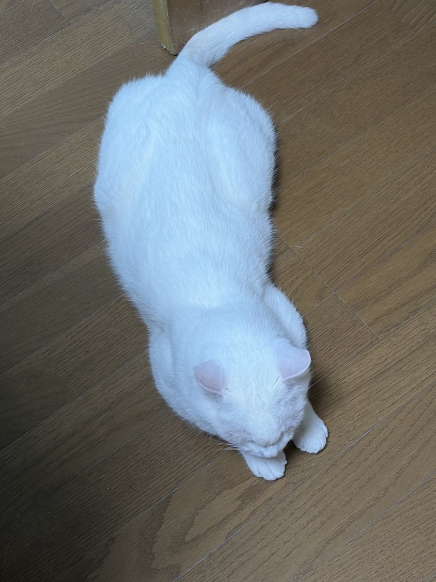 chatora_white's tweet photo. 朝ごはんを待っています。 https://t.co/q6cx6C0oOu