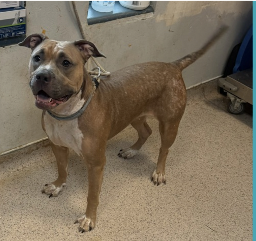 TAV4NYCACCDogs's tweet photo. #NewDogontheBlock
Meet 🥕Carrot Top
2yr old, stray in Manhattan
She is a happy girl, a little reserved in new places
and with new people🫣only 8days in shelter
Happily blurry tail in motion in her only pic😌
#FurLove #SaveMe
#Foster #Pledge #Adopt
https://t.co/URZp5lwxOg https://t.co/WHVAgGY7tJ