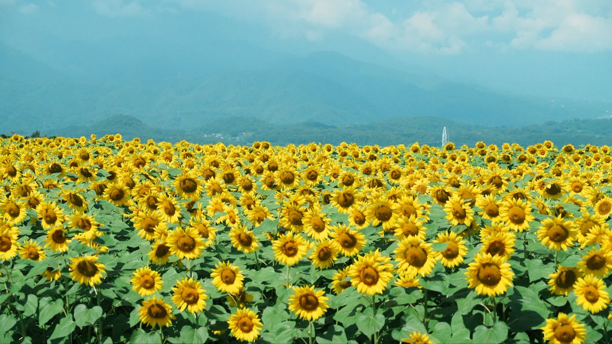 emi_taniguchi_'s tweet photo. 夏🍧

暑いけど🌻見に行ってみた

#ひまわり畑 https://t.co/vPIvF6D6oL