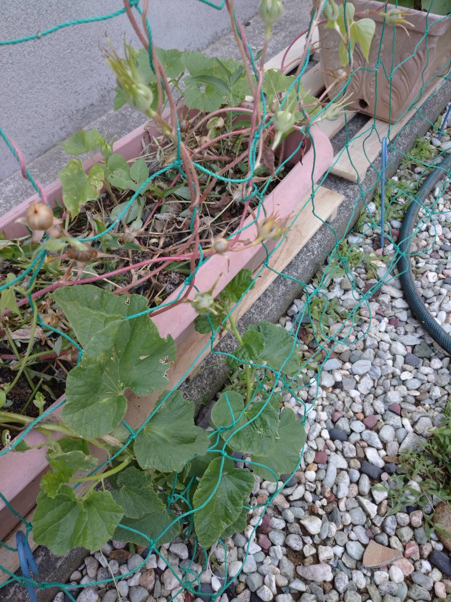 tnzen9's tweet photo. 私のば様のアサガオのプランターですが、その土がコンポスト経由だったので、
こぼれダネでキュウリが生えてきております。
また、近くにはこぼれダネでオオバも生えてきています。 https://t.co/30rFm7m50K