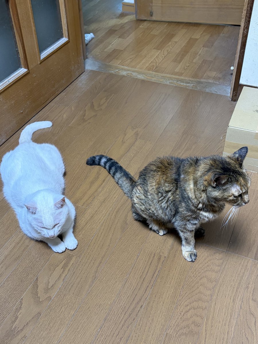chatora_white's tweet photo. 仲良く待ってます。 https://t.co/lMD3GTkm61