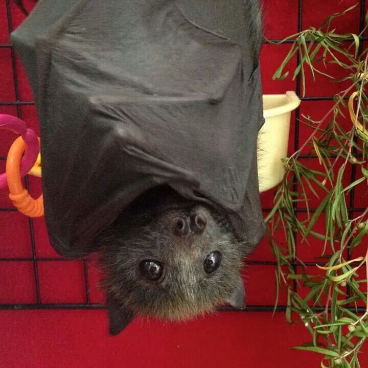 dmonzawa's tweet photo. #fatfamily 🦇 https://t.co/8KFkOBlYCw