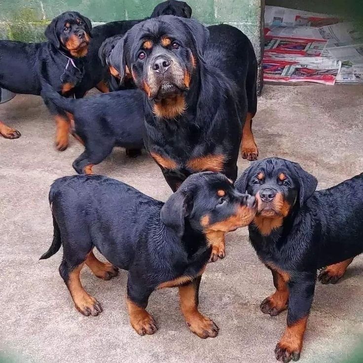 DrJuanGarz75425's tweet photo. Cuteness overload! 🥰 We have a beautiful litter of puppies currently looking for their forever homes. Reach out if you're interested in giving one of these sweet babies a family. https://t.co/3sQBOp6dMW
