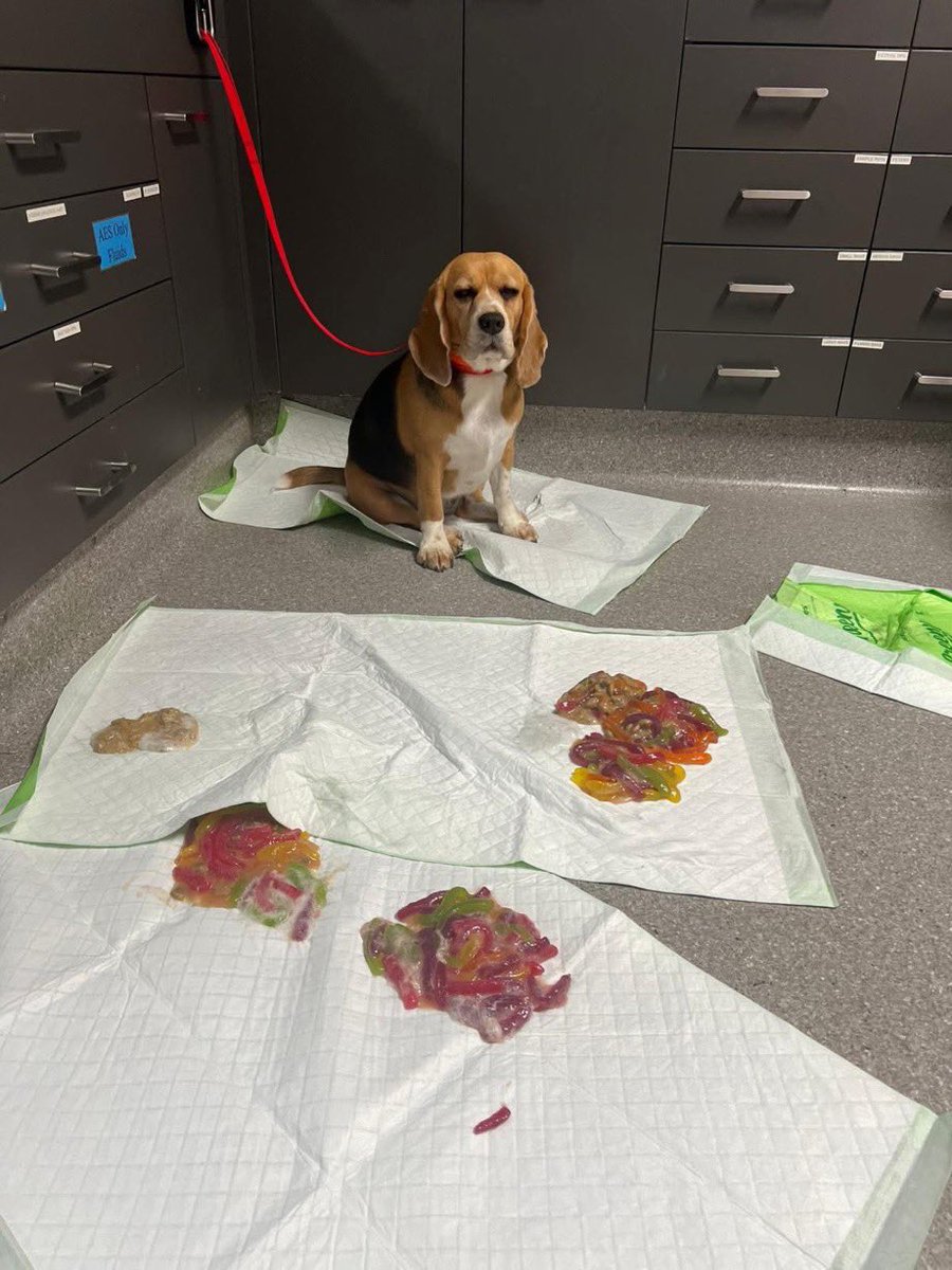 Desiiah's tweet photo. Et malgré cette expérience, s’il a de nouveau l’occasion d’être face à un paquet de bonbons plein, il recommencera 😂😂😂 https://t.co/dkwNbAAsTP
