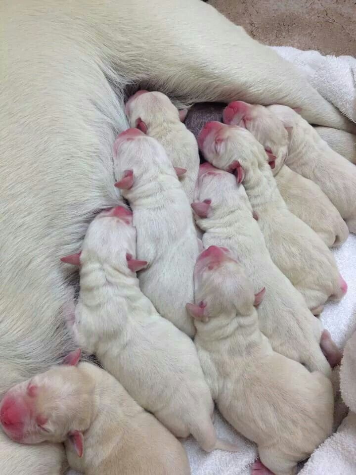 DrJuanGarz75425's tweet photo. Cuteness overload! 🥰 We have a beautiful litter of puppies currently looking for their forever homes. Reach out if you're interested in giving one of these sweet babies a family. https://t.co/bBB3gWkHmN