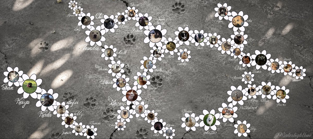 Winterlightbae's tweet photo. little petal project for the feral ones ….who also wanted to jump in and help cover the pavement cracks. this was soooooo fun! #petalproject #petal #petaliscoming 1 day for petal ꕤ 。 ˚⋆ https://t.co/QdLT2w2T5M