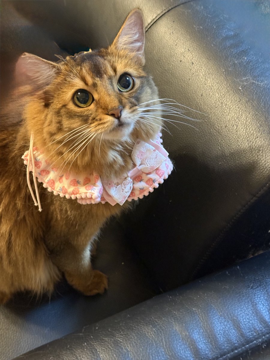 rin0301441057's tweet photo. ぽむからおはようございます😃

昨日はご心配ありがとうございました

今日もよろしくお願いいたします✨

#ソマリルディ
#猫可愛い https://t.co/eHLHkEoIGM