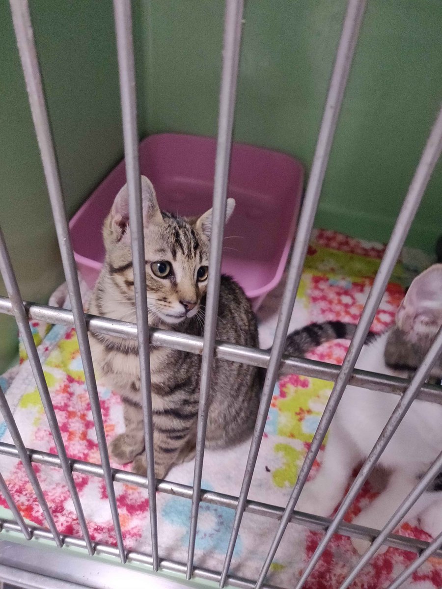 ffl_eltigre's tweet photo. Deux petits chatons sans parents et sans nom qui recherchent quelqu'un pour les adopter sur Paris, contactez-moi en dm si vous êtes intéressés !!

Le petit tout gris est vif et aventurier tandis que l'autre est gourmand et joueur c: 
Vous pouvez venir les rencontrer à la clinique https://t.co/PNKVzUsKfT