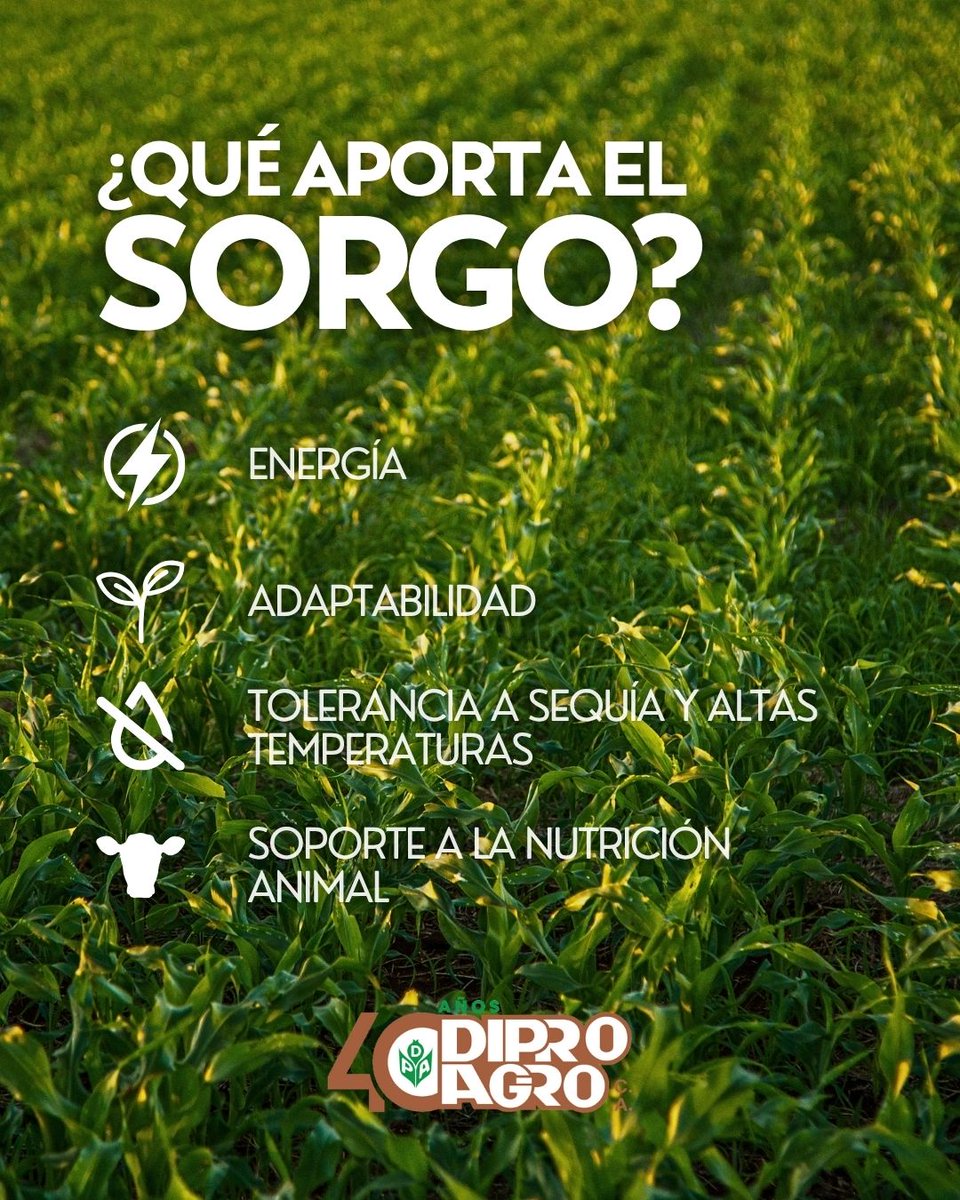 diproagroca's tweet photo. 👉 #SabíasQue el #Sorgo es un cultivo que hace frente a los grandes desafíos de la agricultura ❓
🌱 El sorgo es un cultivo noble, resistente y muy valioso. No solo rinde en el campo, también aporta nutrición y estabilidad

#Diproagro #Agricultura #Campo #Agro https://t.co/VI897LrH4H