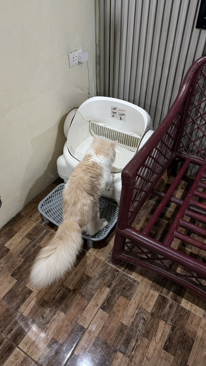g0skm's tweet photo. i have three cats at home, and i'm happy i splurged on a smart litter box 😻 hapi cat dad 🥰 https://t.co/FJOjJsyj42