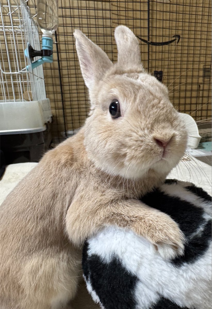 Post by うさぎ on X: かわいい