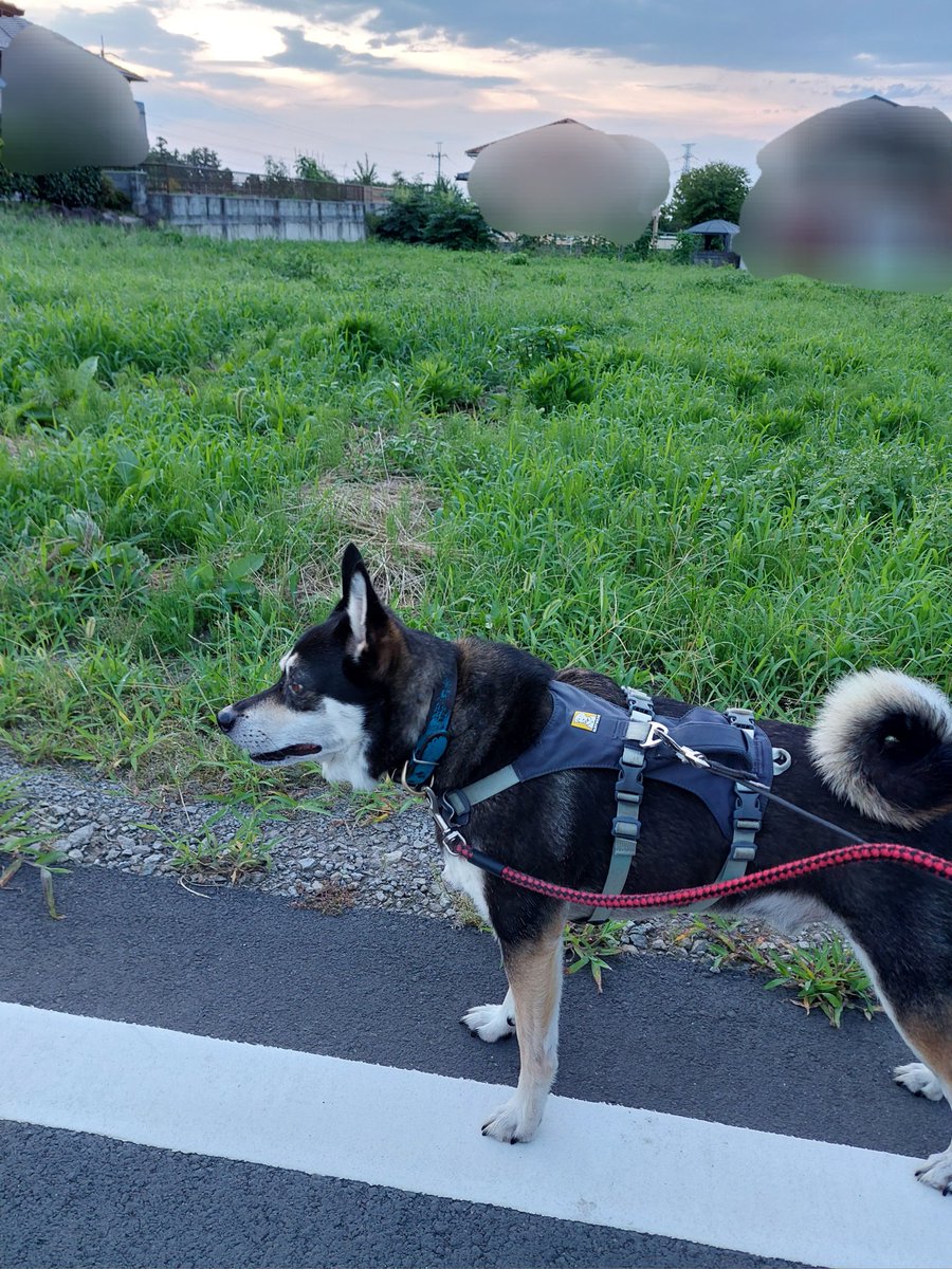 sorane113's tweet photo. 今朝の散歩は日が出てなくて、ちょっとひんやりで気持ち良く行けました
帰ってきたらガンガン☀で昼間は暑くなりそう😵💦
#雑種犬 https://t.co/Yow6C4dWxm