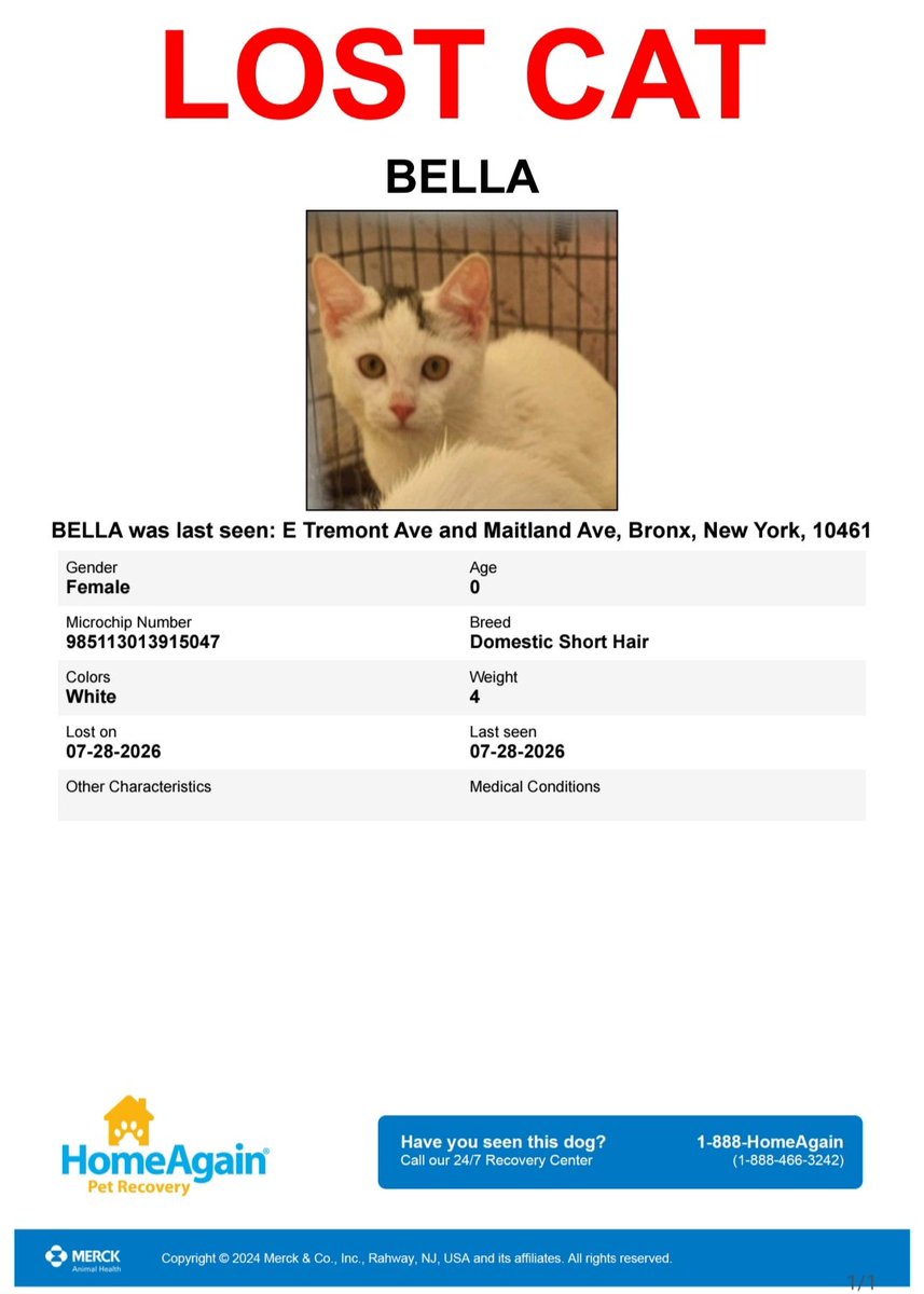 MeowMiya88's tweet photo. 📢🇺🇸🗽🆘️⏳️🚨💔😿Please RT to find Bella #NYC #missingcat #lostcat #Bronx #CatsOfTwitter #CatsOfX @HAPetRescuer https://t.co/aMQr3FUw2G