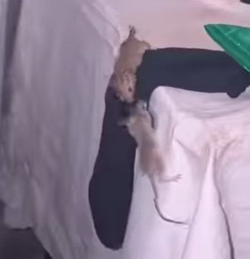 noormmg4444's tweet photo. I urgently need your support to buy rat poison. Large rats have spread around us, and I'm terrified that they might bite or harm my little child. I can't afford the cost right now. Any donation or even sharing my campaign would mean so much. ❤️
https://t.co/yhybeILbsy https://t.co/mNT8nPRlNW