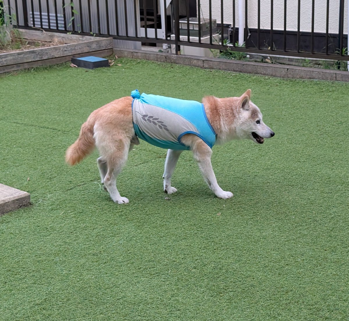 UfedMLxsFWF92uf's tweet photo. 元迷い犬おじぇいが我が家に来てちょうど1年と10ヶ月。見つけたのは秋の初めだったが、夏の暑い時期も放浪していたかもと思うと胸が苦しくなる。今はヒエヒエシャツを着て散歩に行く。サイズを測って買ったつもりが長かったため、腰で縛って応急処置。そんな小さいことをおじぇいは気にしない。 https://t.co/KSNgv4grwR