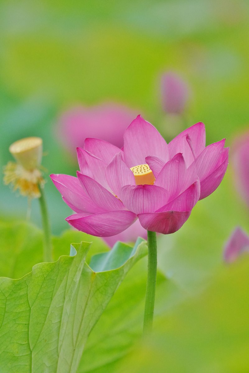 おはようございます 白鷺公園の蓮の花 このシンプルな花が 1番蓮らしい