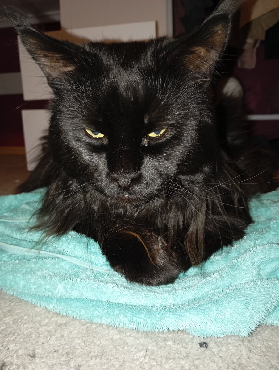 AnjaPapperitz's tweet photo. @DrRegiSchmus Main Coon sind für mich FAST die schönsten Katzen überhaupt😻! Deshalb auch unser schwarzer "Herrscher" hier❤️ https://t.co/kj9FaYt7OF