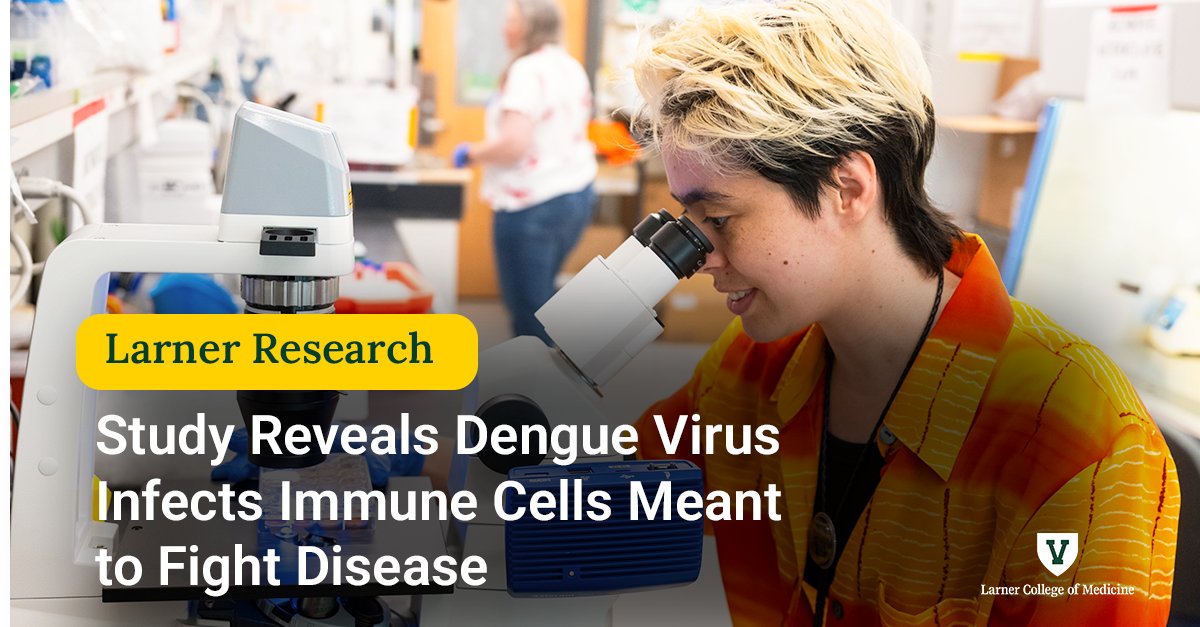 UVMLarnerMed's tweet photo. Researchers at Larner and SUNY Upstate in Syracuse, NY, have discovered that dengue virus can infect and replicate inside memory B cells, immune cells traditionally understood to help protect the body from infection.  

https://t.co/ncHQ2StTR1

#UVM #UVMLarnerMed https://t.co/JSKDP2z2i0