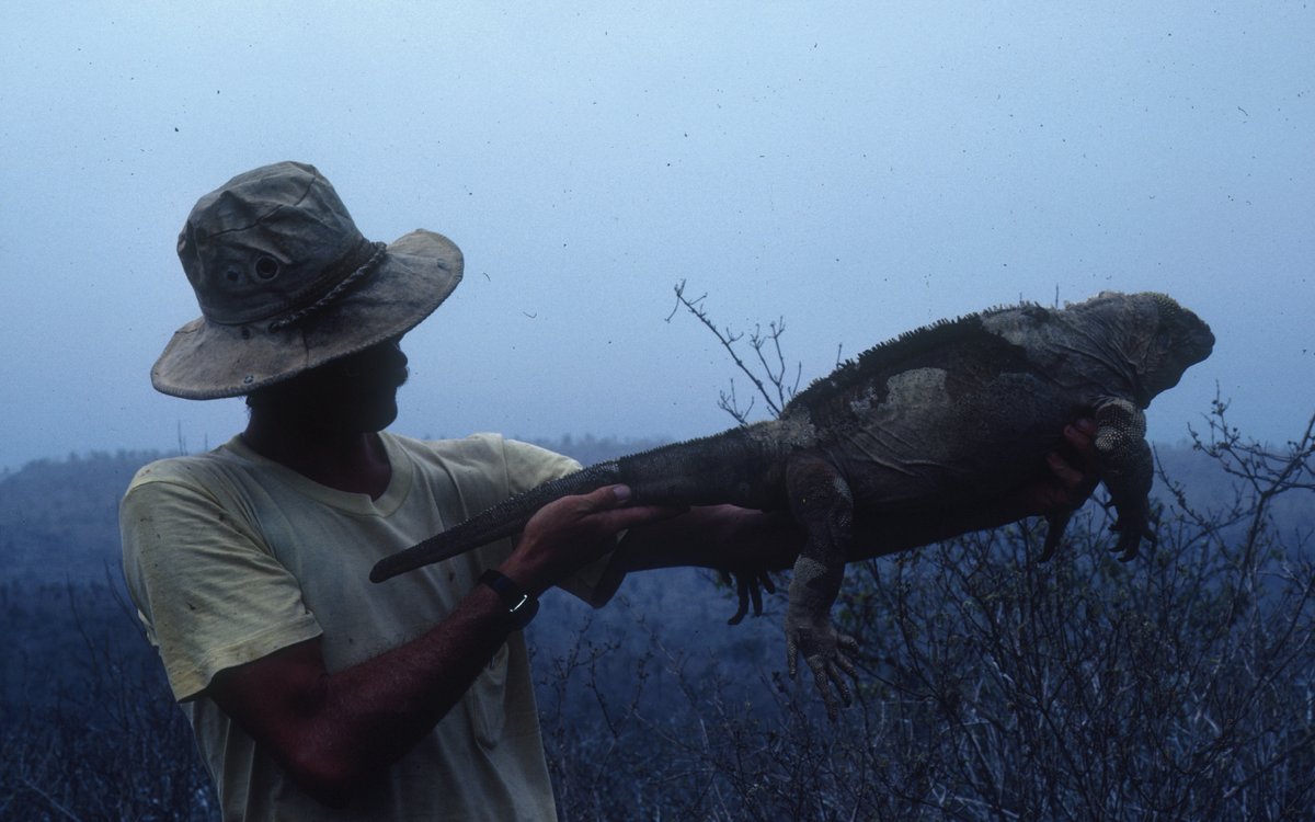 DarwinFound's tweet photo. #HistoryBlog | A bold decision in 1932 helped save the Galápagos land iguana. 🦎🌿 Decades of science and restoration later, it became one of the world's leading conservation success stories. 🌎👇 Read more below!

#Galapagos #Conservation https://t.co/l4Xud4oHjB