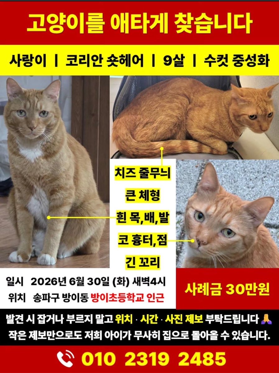 tinycloud404's tweet photo. [송파구 방어동] 6월 30일에 실종된 고양이 사랑이를 찾으시는데 아직 널리 퍼지지 않은 것 같아 트위터의 순수한 영향력을 이용해 올립니다.

발견 시 잡거나 부르지 말고 위치•시간•사진 제보 부탁드린다고 적혀 있습니다!!

하루 빨리 사랑이가 집사님 곁으로 돌아와주길.. https://t.co/i9YLEvrp3H
