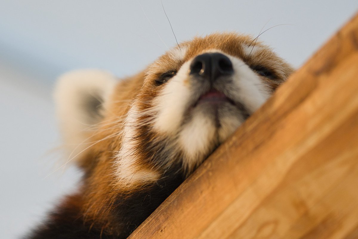 mofumofuaikouka's tweet photo. おはようございもふ
7/17　マルル君。
＃アドベンチャーワールド
＃Redpanda https://t.co/LM3nSebBsG