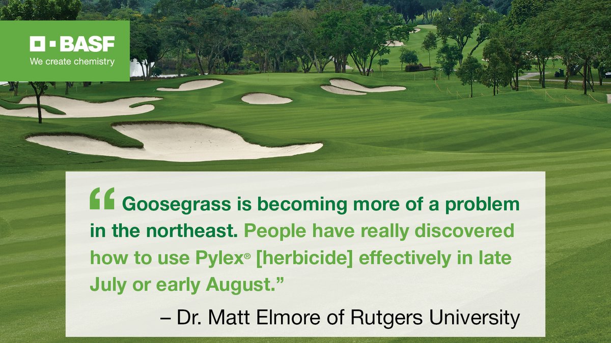 BASFTurf_us's tweet photo. What can post-emergent applications of Pylex and Drive XLR8 herbicides do for you? Here’s what Dr. Matt Elmore of Rutgers had to say in GCI Magazine’s Top 10 Things to Know About Post-Emergent Herbicides.

https://t.co/s19VxNFoUV https://t.co/f6aXE67lD6
