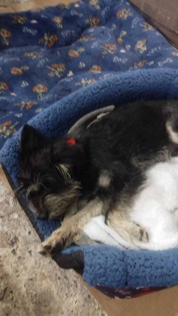 VIBRAmascotas's tweet photo. Actualización de esta pequeña,Ya está mucho mejor ya nada más falta esterilizarla , Pero esperaremos a que esté otro poquito mejor 
Está buscando una familia para toda la vida , es talla chica-mediana 
Tiene año y medio aprox 
Wats 5548724347
#adopcionresponsable #cdmx https://t.co/3AGspXTbGq