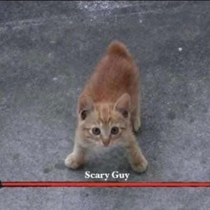 Catsillyness's tweet photo. https://t.co/i2VMlgsGkF