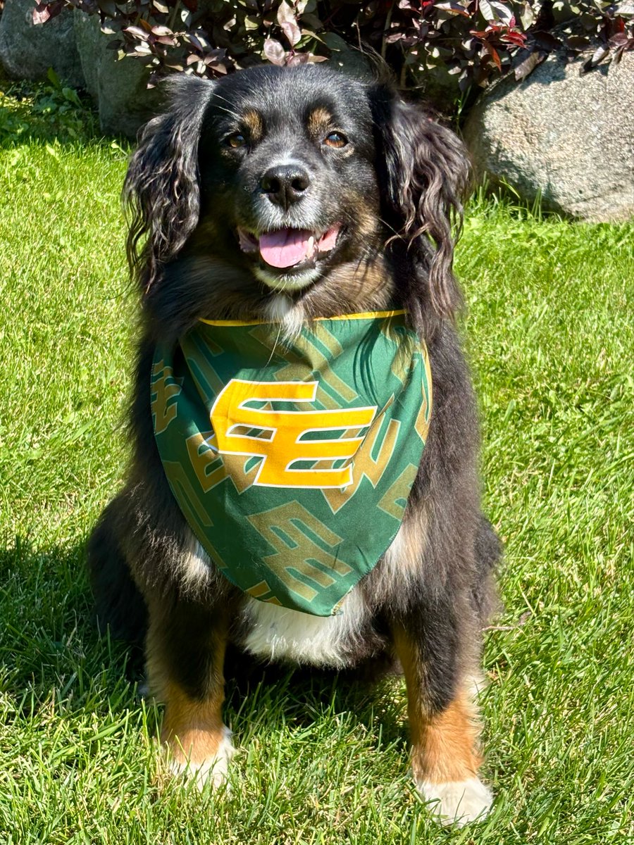 Piper_Kona's tweet photo. #eepets My name is Kes and I love the EE! https://t.co/6dFRcxiAq1