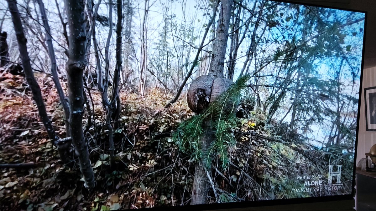 Piefurrier's tweet photo. Somewhere in the Yukon there's a tree. 
Some call it the #Bootytree 🍑 https://t.co/xouVRLJPBU
