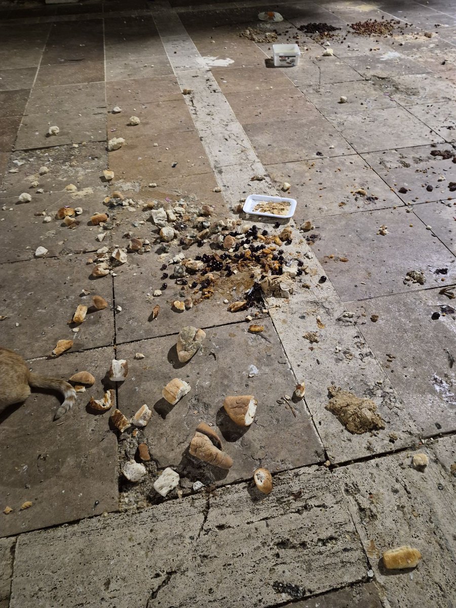 yagmur_gokce06's tweet photo. Fatih Camii avlusundaki bu manzara utanç verici.

Fatih Camii, İstanbul’un en önemli, en tarihi camilerinden biri. Fatih Sultan Mehmet’in emaneti. Burası sadece namaz kılınan bir yer değil; maneviyatın, temizliğin ve edep abidesinin temsil edildiği bir mekân olmalı.

Ama bakın ne hale getirilmiş:

Gece vakti bile zemin çöplük gibi. Taşlar kir içinde, her taraf saçılmış yiyecek ve atıklarla kaplı. Buraya hayvan yemi dökmek, avluyu açık hava yemek alanı ve pislik yuvasına çevirmek kabul edilemez.

Kedi ve köpek ev hayvanıdır; caminin avlusunda işi yoktur. Onlara yemek bırakmak adına bu mekânı kirletmek, hem caminin hürmetine hem de cemaate karşı yapılan açık bir saygısızlıktır.

Diyanet’in, cami görevlilerinin, vakıf yetkililerinin ve mahalle sakinlerinin bu görüntüye sessiz kalması affedilemez. Fatih Camii gibi bir mekânın avlusu bu halde olmamalı. Temizlik, düzen ve saygı şarttır.

Bu manzara bir an önce temizlenmeli, böyle uygulamalara izin verilmemelidir. Aksi takdirde hem caminin itibarı zedelenir hem de “temizlik imandandır” ilkesinin ne kadar boş bir lafa dönüştüğü herkes tarafından görülür.

Bu görüntüye sessiz kalan herkes bu utancın ortağıdır.

@tcbestepe @TC_icisleri @diyanetbasin @RTErdogan