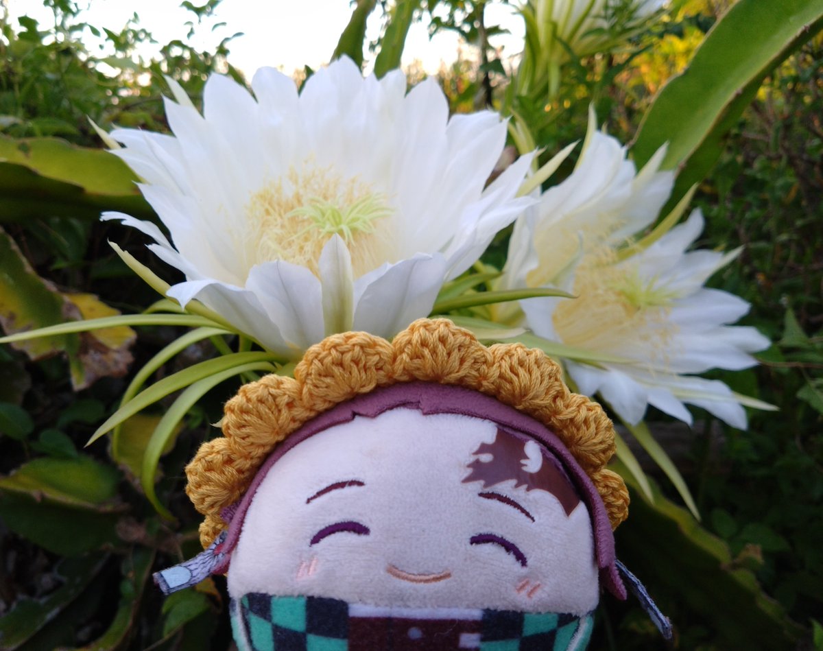 f243w's tweet photo. ふゎ🎴「おはよござぃます!(^_^)どらごんふる〜つの🌼さぃてました!!みもなってました!!」

🌻のお👒は、なおさん（@naonaonao510714）よりご縁頂きました!!
旅の思ぃ出はまた後ほど… https://t.co/Ct9AAEDWLL