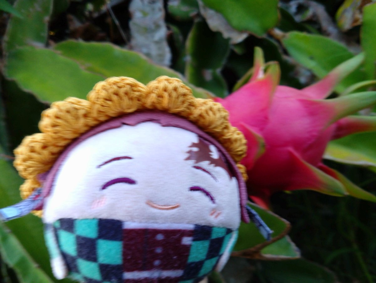 f243w's tweet photo. ふゎ🎴「おはよござぃます!(^_^)どらごんふる〜つの🌼さぃてました!!みもなってました!!」

🌻のお👒は、なおさん（@naonaonao510714）よりご縁頂きました!!
旅の思ぃ出はまた後ほど… https://t.co/Ct9AAEDWLL