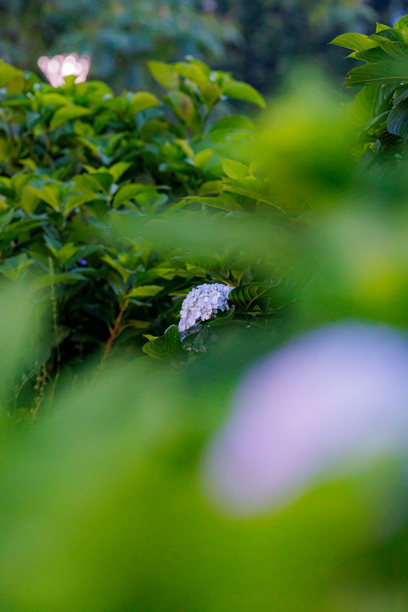 sypher0202's tweet photo. 早朝photowalk⋯
#30day
#みんな大好きソウルレッド
#cx30

gear : canon eos r5
lens : rf70-200mmf2.8 l is usm z
focal length : 105mm,200mm

#canon
#キヤノン党で褒め合いたい
#キリトリの世界
#ファインダー越しの私の世界 https://t.co/0wYfL8u8iP