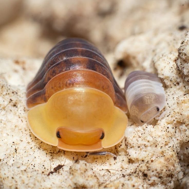 feeeelixdish's tweet photo. Mother rubber ducky cubaris isopod with her child :’) 

Apology for not posting #isopod https://t.co/mY4gI17zUA