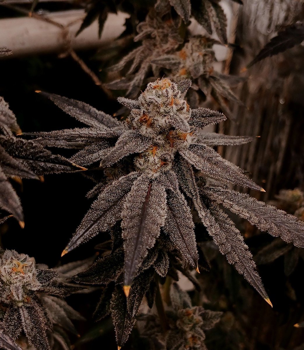 Cannacollectors's tweet photo. Give a name and get QP https://t.co/qEziIsWcwt