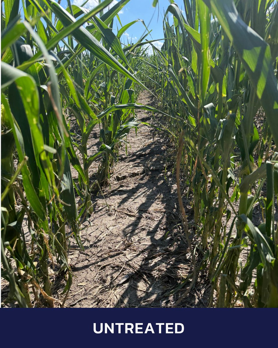 bw_fusion's tweet photo. Hail doesn't play favorites. Marysville, KS corn — Relax RX treated plants held more canopy, untreated didn't. That's more photosynthesis through grain fill, and it's already showing up in ear size.
#RelaxRX #BWFusion #Corn #KSAg #Agriculture https://t.co/Ji4kARElCn