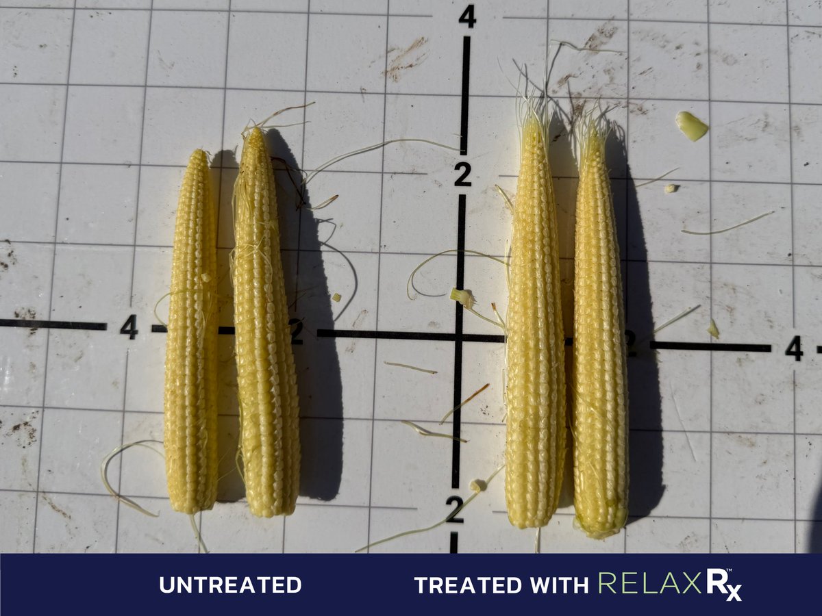 bw_fusion's tweet photo. Hail doesn't play favorites. Marysville, KS corn — Relax RX treated plants held more canopy, untreated didn't. That's more photosynthesis through grain fill, and it's already showing up in ear size.
#RelaxRX #BWFusion #Corn #KSAg #Agriculture https://t.co/Ji4kARElCn
