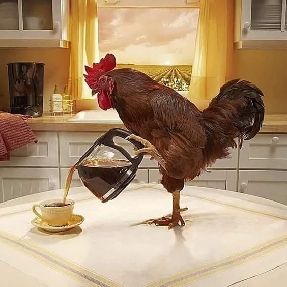 chikiciy's tweet photo. good morning all 🌹 https://t.co/r7G5AmwqGN