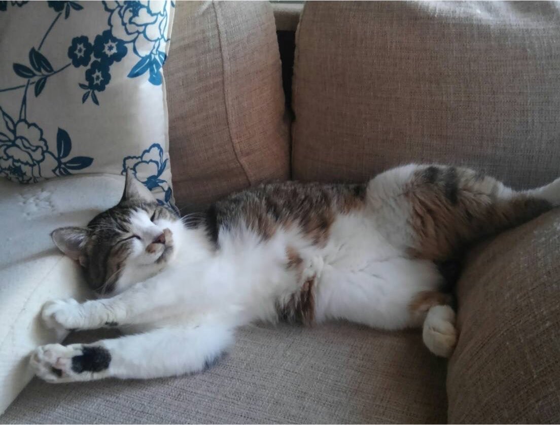 nekonohige30's tweet photo. 7/30(木)
🐈本日の猫だより
(担当:実家猫みおん)

【恐れに気づく】

幸せになること。認められること。
豊かになること。愛されること。
なぜ自分は満たされることが
怖いのか？

今日は、自分の不満や停滞感の奥にある
「恐れ」を見つめ、赦す日。
あなたには幸せを受け取る権利が
あります。 https://t.co/sLAtyU6awk