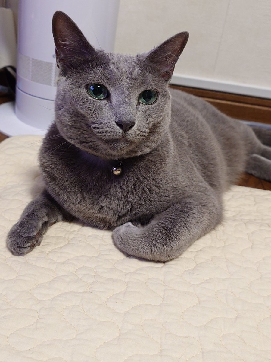 56jonjoe's tweet photo. 今日も美しいね

#猫のいる暮らし https://t.co/GeeeCIjuiH