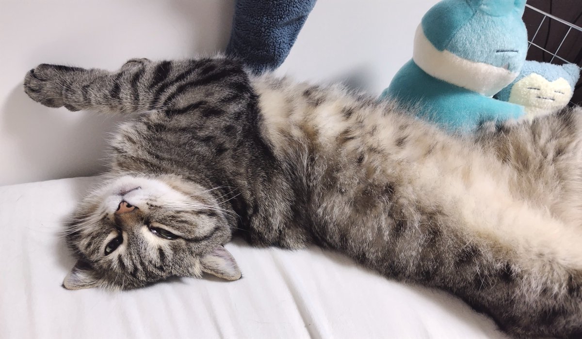 ゴロー🐾 (@cat_56chan) / Posts / X